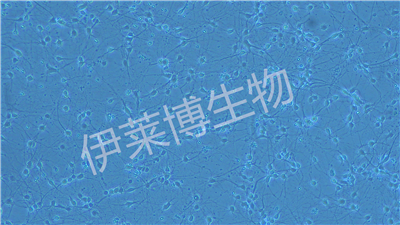 神經元原代培養