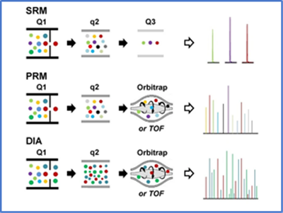蛋白質絕對定量