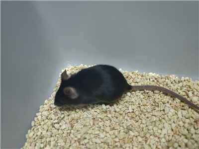 缺血性心臟病動物模型