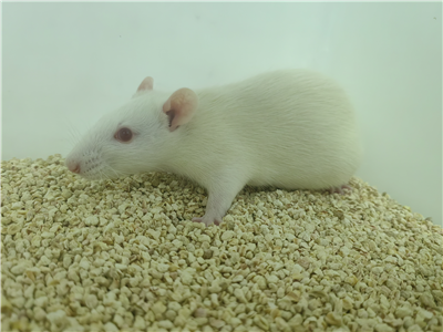 冠心病動物模型