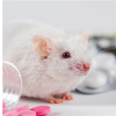 眼科動物模型構建