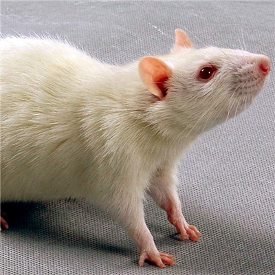 青光眼動物模型構建