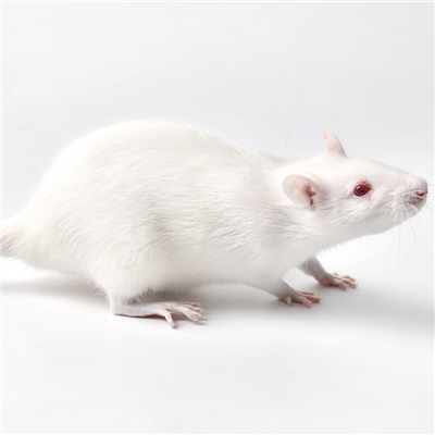 腦脊髓炎動物模型構建