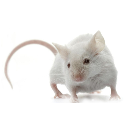 尿路感染動物模型