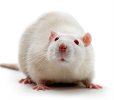 燙傷感染動物模型